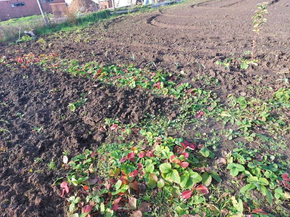 Как пенсионеры на юге Ростовской области собирают зимнее меню без больших трат