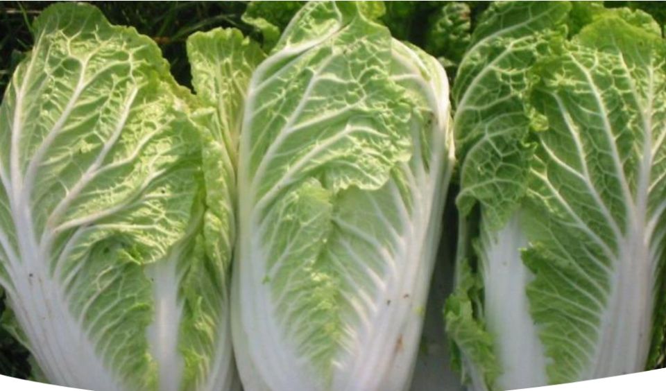 ������� ��������� ����������� ��������� �������: ������ � ������ �����