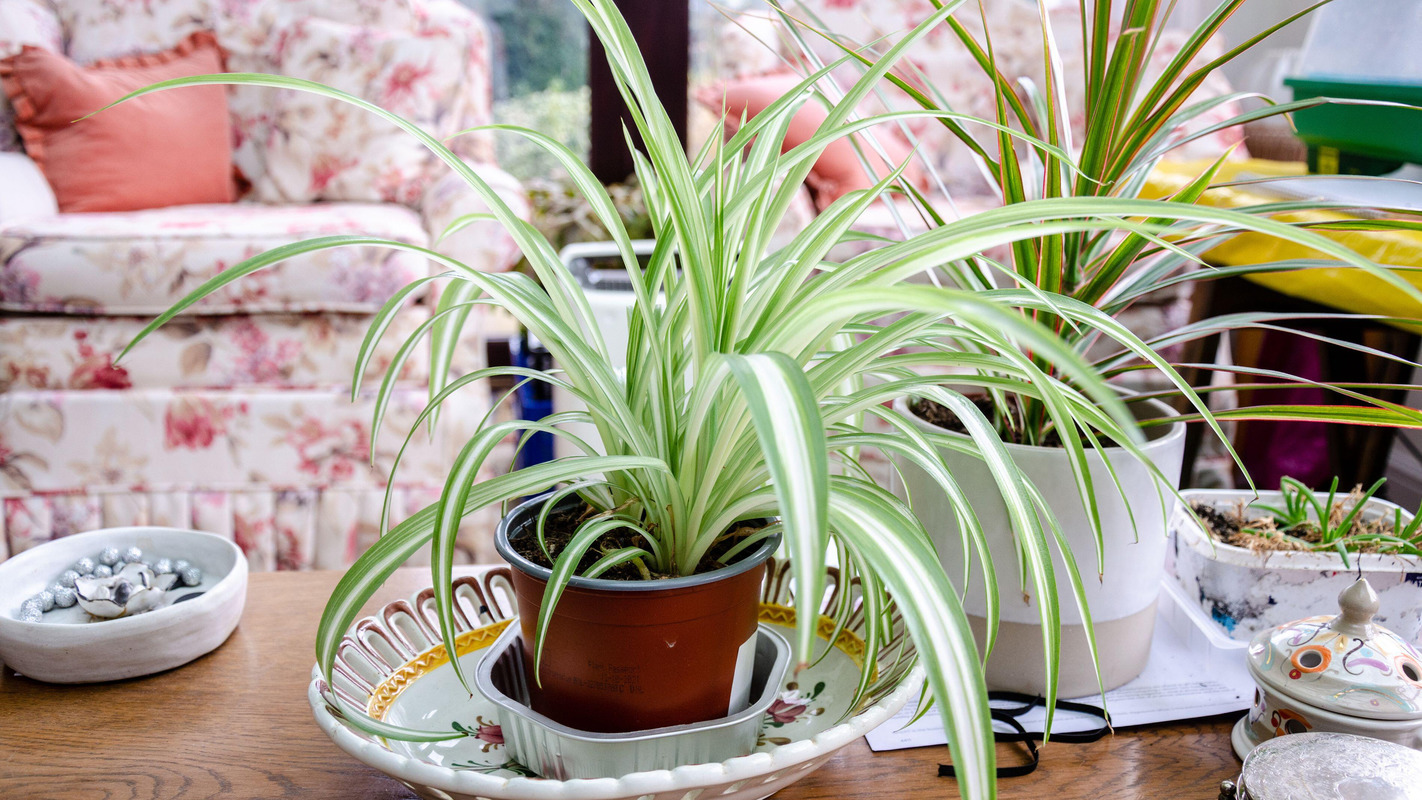 Даже если листья чернеют: этот трюк спасет ваш хлорофитум