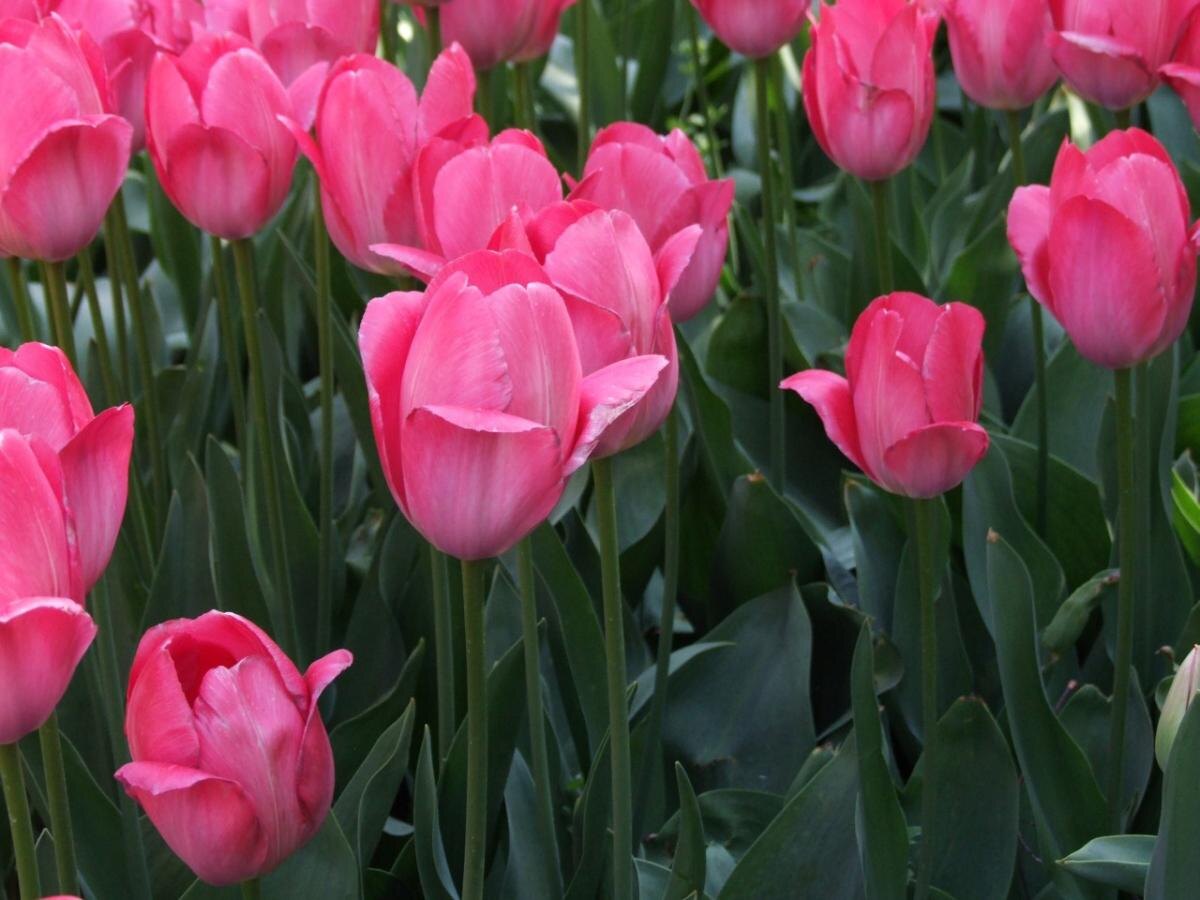 Луковицы тюльпанов требуют 12–16 недель охлаждения