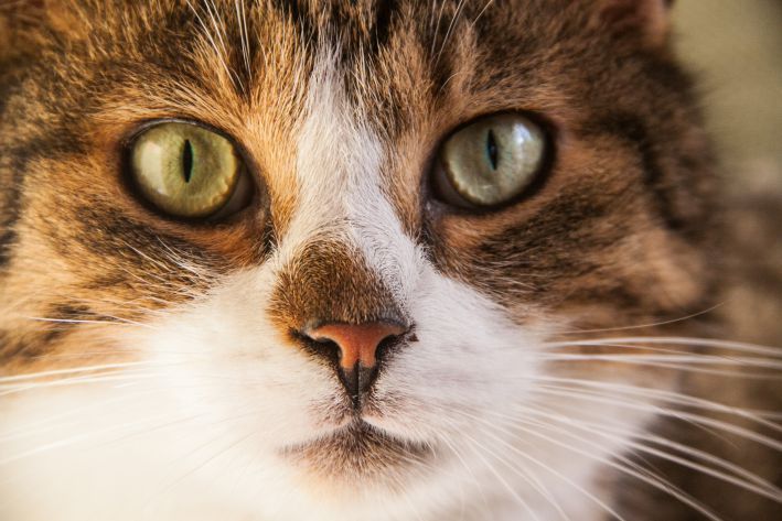 ��� �����, ���� ������� ����� ���� ��� �����