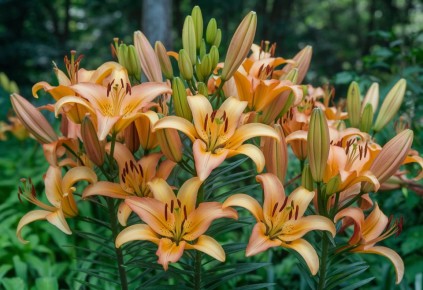 ������� ��������� �������� �����: ��� ��������� � ������� ������� ��� ���