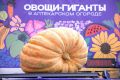 Тыквы-гиганты: Рекорды урожая в "Аптекарском огороде"