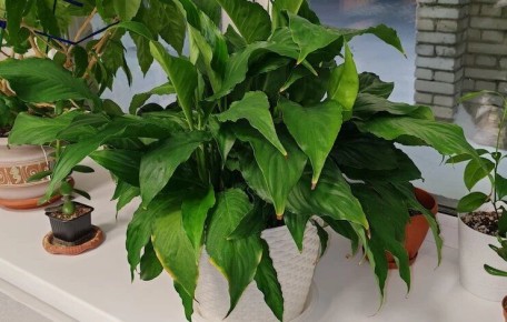 ��� ������ ����������� �� ������� �������: ������ �� �����