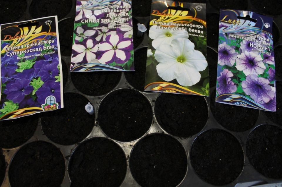 ������ ��� ����������� �������: ��� �� �������� �������