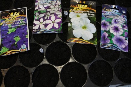 ������ ��� ����������� �������: ��� �� �������� �������