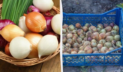 Как сохранить лук свежим на три месяца: полезные советы по хранению