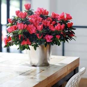 Азалия: Полное руководство по уходу, размножению и борьбе с болезнями для яркого цветения в вашем доме!