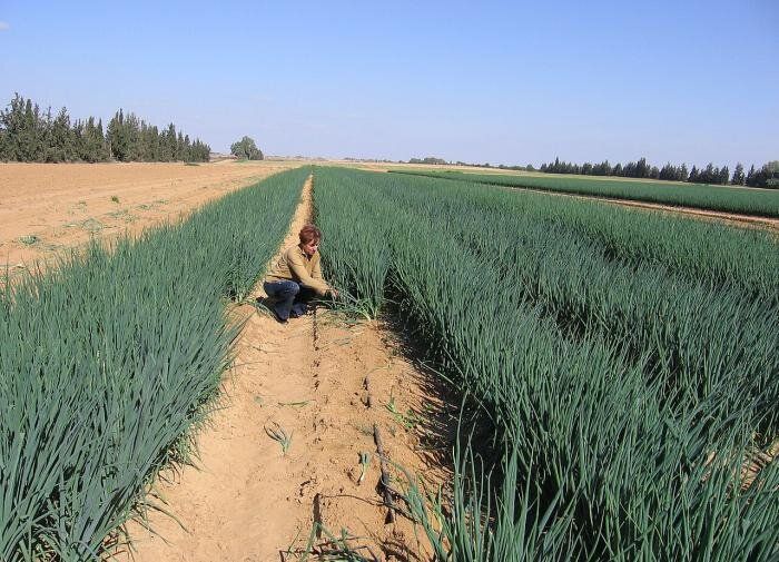 ����������� �������� ������ ������ �� ������� ����