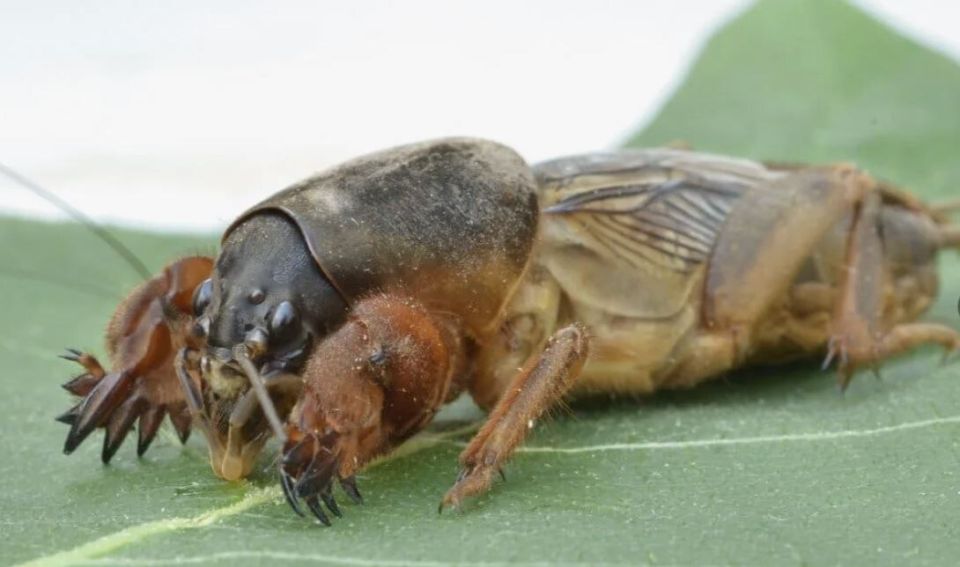 Эффективные способы борьбы с медведкой на даче