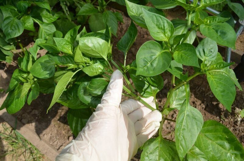 �� ���������� ������ ������ �� ������� � ����