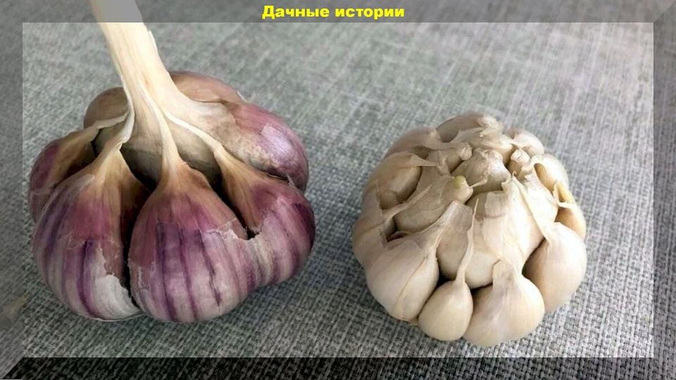 Как вырастить яровой чеснок: советы для успешного урожая