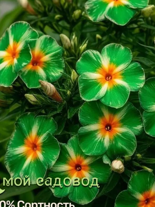 Цветочные иллюзии: что прячется за яркими картинками на маркетплейсах