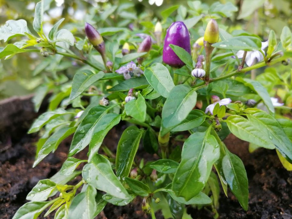 ��������� �����: ��� � ������ �� �����������