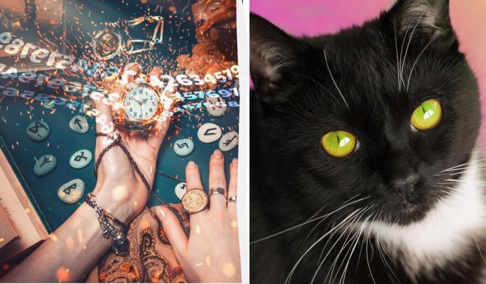 Как выбрать идеальную кошку по вашей дате рождения