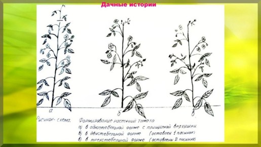 ����������� ������ ������������ ����������� ������� ��� ������ �������