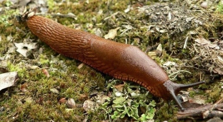 Эффективные методы борьбы со слизнями в осенний сезон