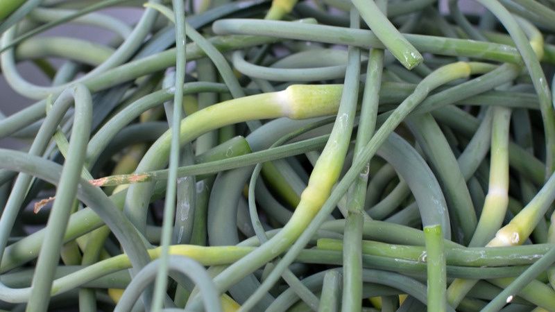 Как использовать стрелки чеснока: секреты кулинарии и борьбы с вредителями