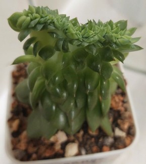 ���������� ��������: ��� �� ������������ �������?