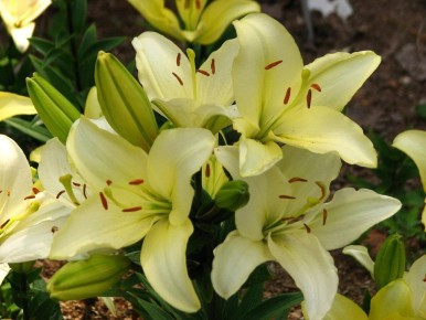 ����� ������ ��� �����������: ������� ������� ��� �������