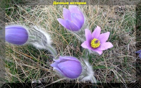 Прострел: как вырастить загадочный цветок для идеального сада