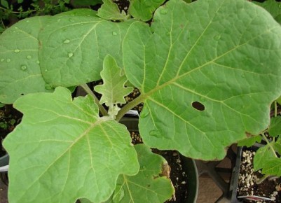 ������ ������� ����� �� �����������: ������ ������ �������