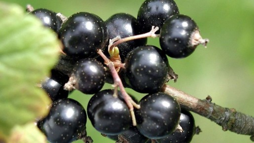 Почему садоводы предпочитают сажать смородину под углом