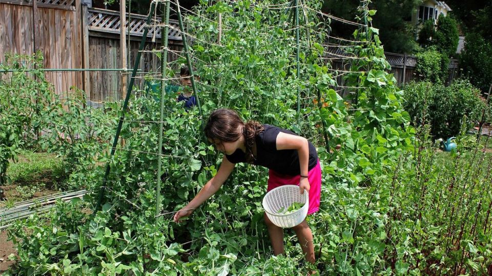 Как защитить горох от вредителей и сохранить урожай