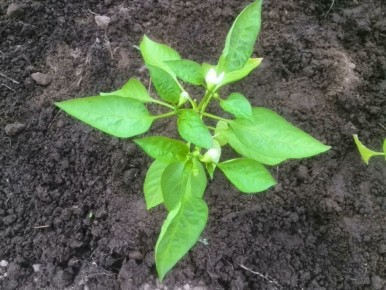 ������ ��������� ������: ��� ���������� �������� ������