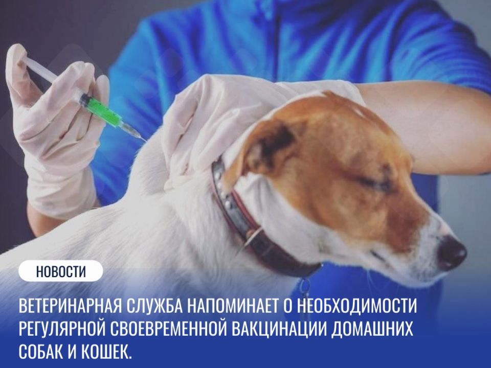 Ситуация с бешенством в Кузбассе остается напряженной: за 2025 год выявлено 11 очагов заболевания, а в январе 2026 года — уже 5 новых случаев, включая диких лис, собак и кошек