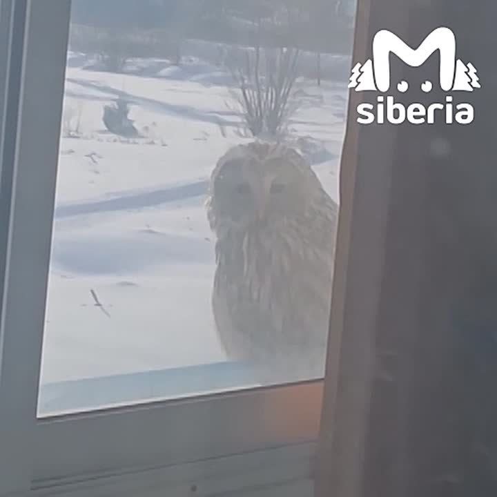 Только представь, выглядываешь в окно — а там она