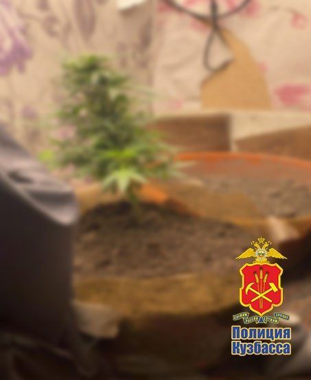 В Прокопьевском округе будут судить местного жителя за незаконное хранение марихуаны