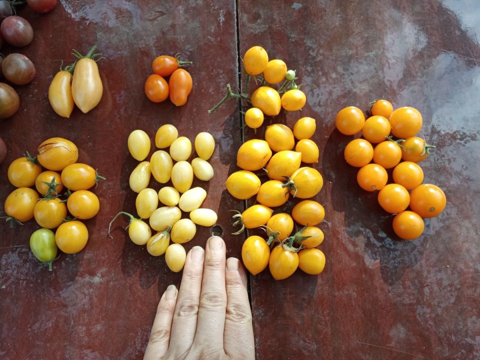 Желтый зной в огороде: самые вкусные сорта черри-томатов 2026 года