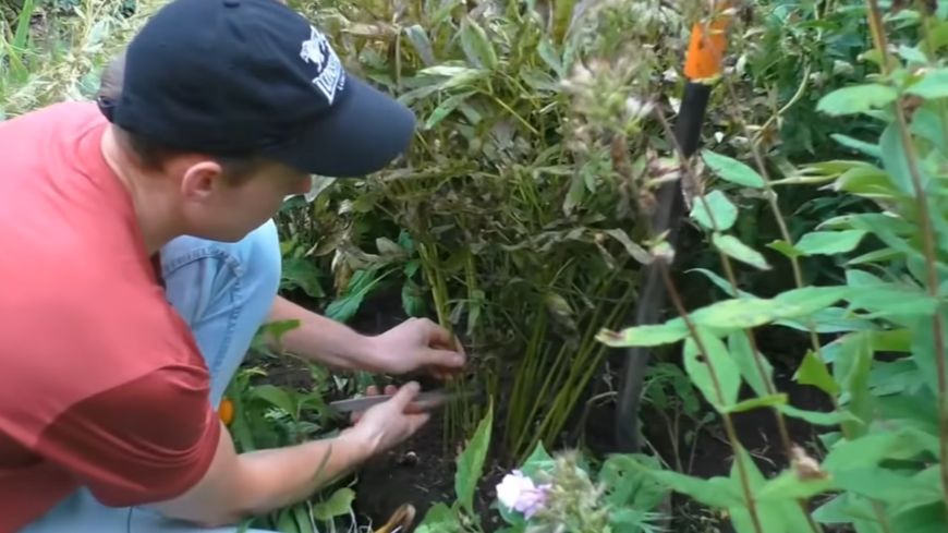 Как пересадка неприхотливых цветов поможет сократить потери зимой