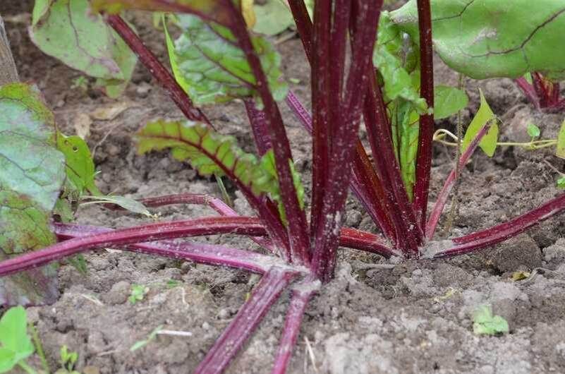 Как ухаживать за свеклой в августе: секреты хорошего урожая
