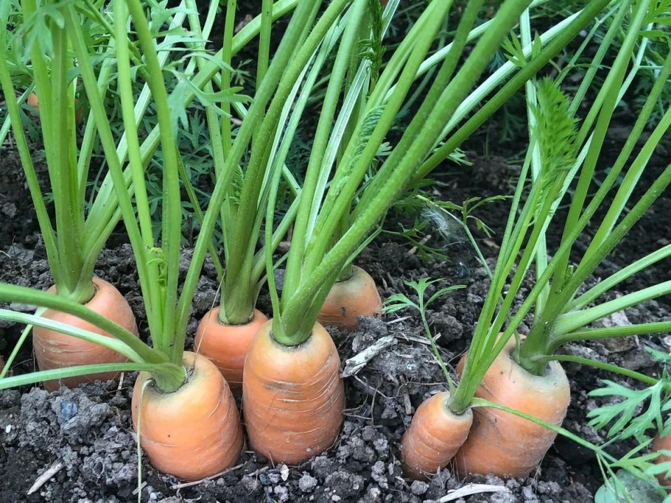 Почему стоит уделить внимание зимней посадке моркови