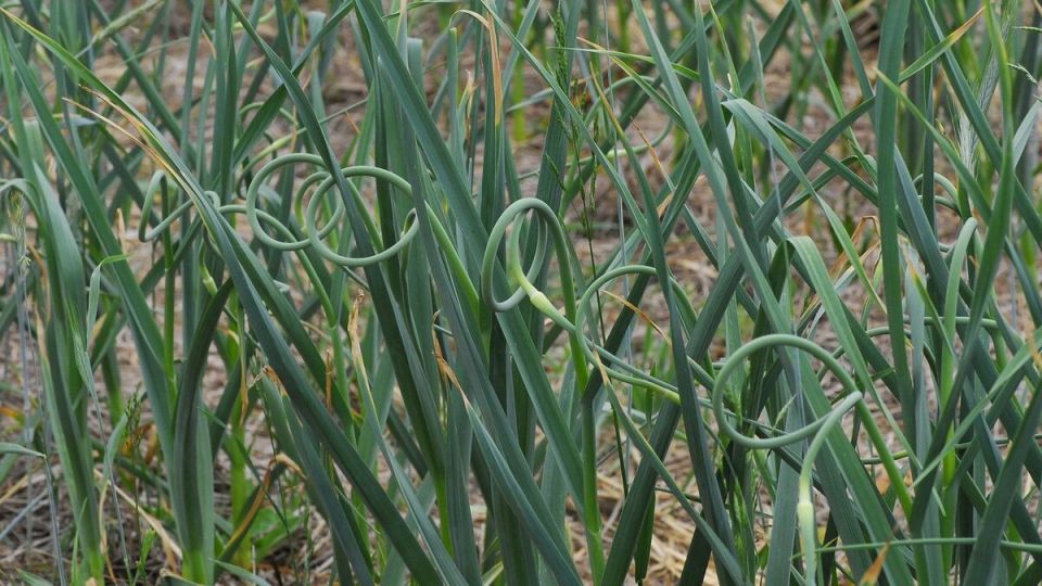 Весна на пороге: как правильно подкормить чеснок для щедрого урожая