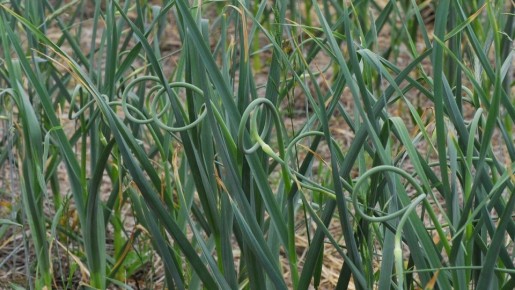 ����� �� ������: ��� ��������� ���������� ������ ��� ������� ������