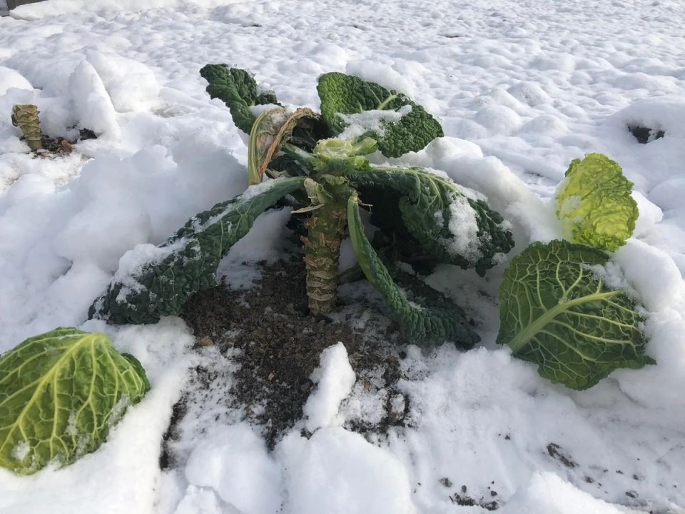 ������ ����� �������� ������������ ������� �� ������� �����