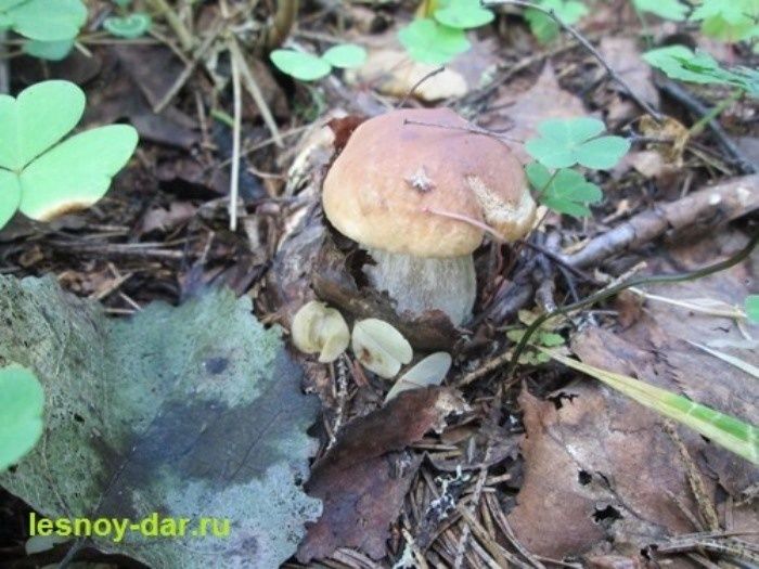 ������������ ��� ������� ������ �����: ��� ����� �����