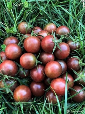 Томат Вишенка черная: как экзотика завоевала огороды