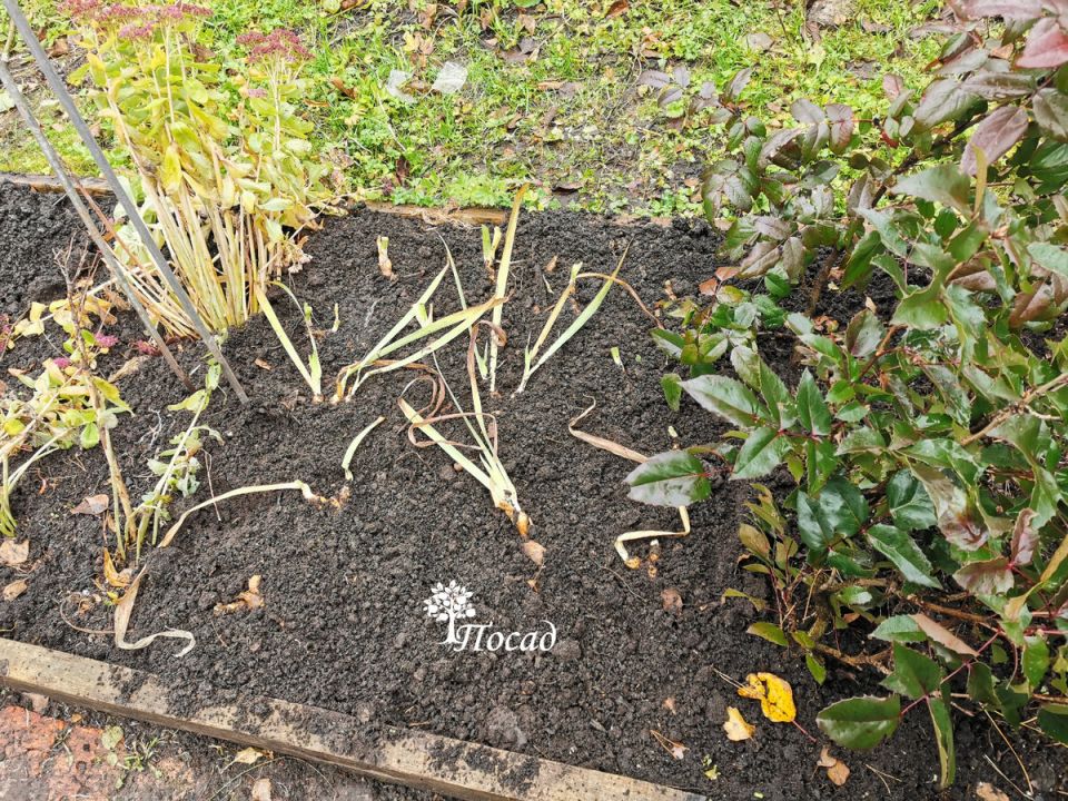 ��������� ���� �� ���������: ����� ����� ����� ����������� � ������