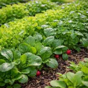 Почему некоторые растения лучше себя чувствуют в компании