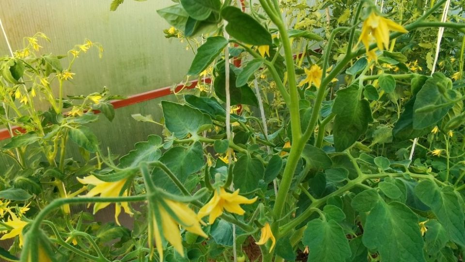 ������ ���� ������ �� ������������: �������� ������� � �������