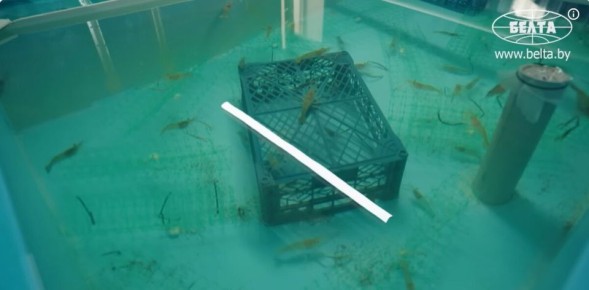 �������� ��-����������: ��� ��������� ���������� ����� � ��������