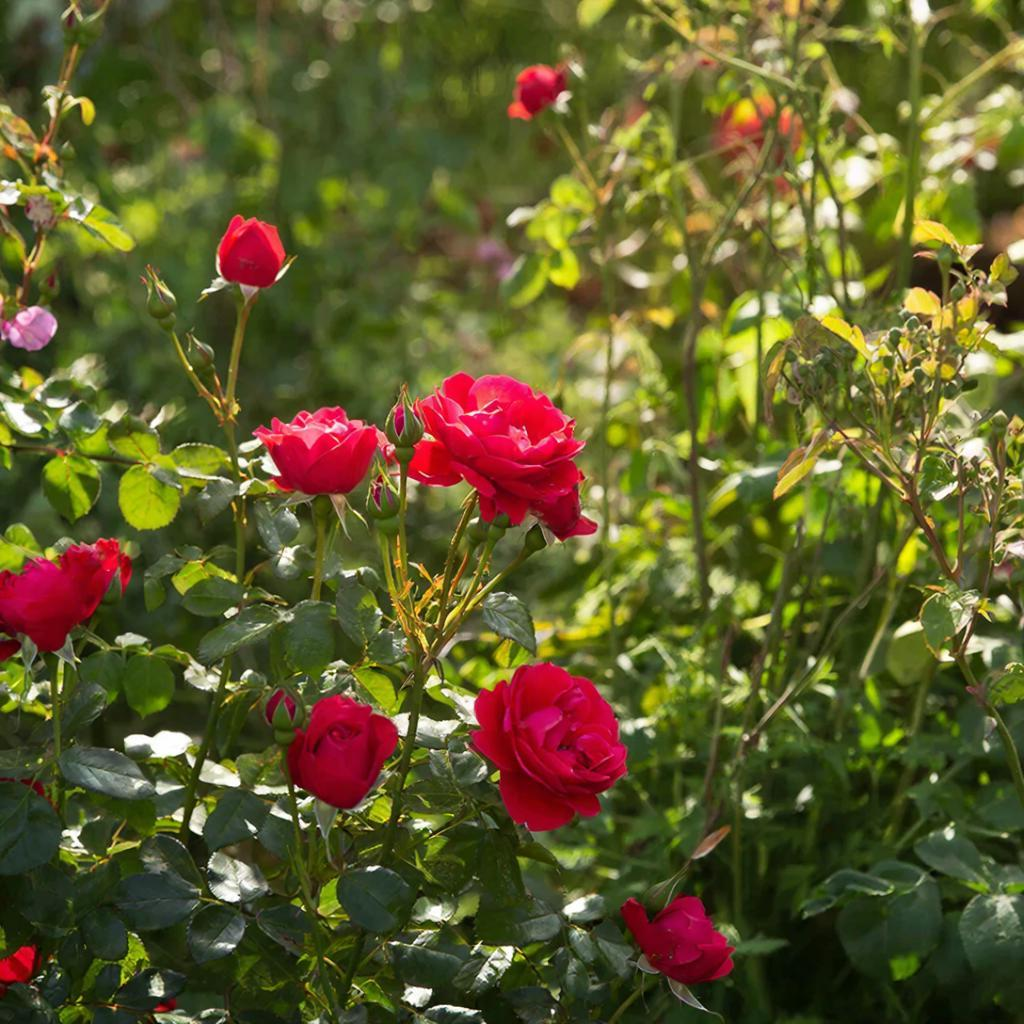 Неприхотливые розы, которые украсят ваш сад без лишних усилий