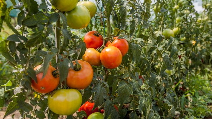 ������� ��������������: ��� ����� ������� ��� �������� �����������