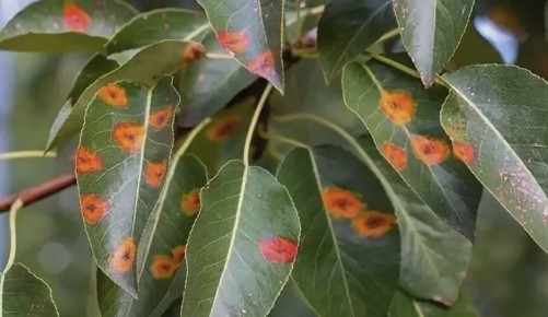 Эффективная защита груши от ржавчины: какой фунгицид выбрать?