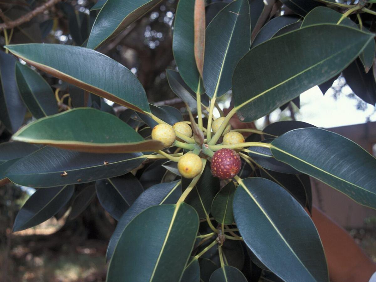 Какие комнатные растения могут помешать вашему счастью?