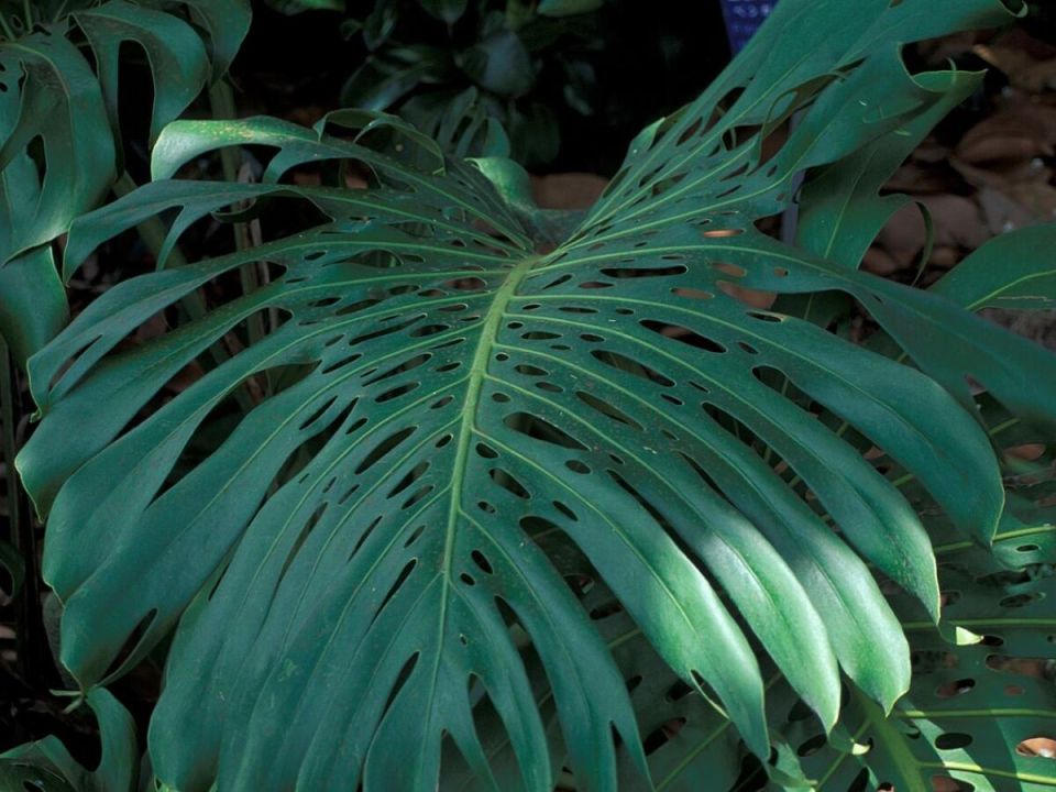 �������� ����: ������� � ���������� ������� ��� ������ � ����������� � �������� ��������